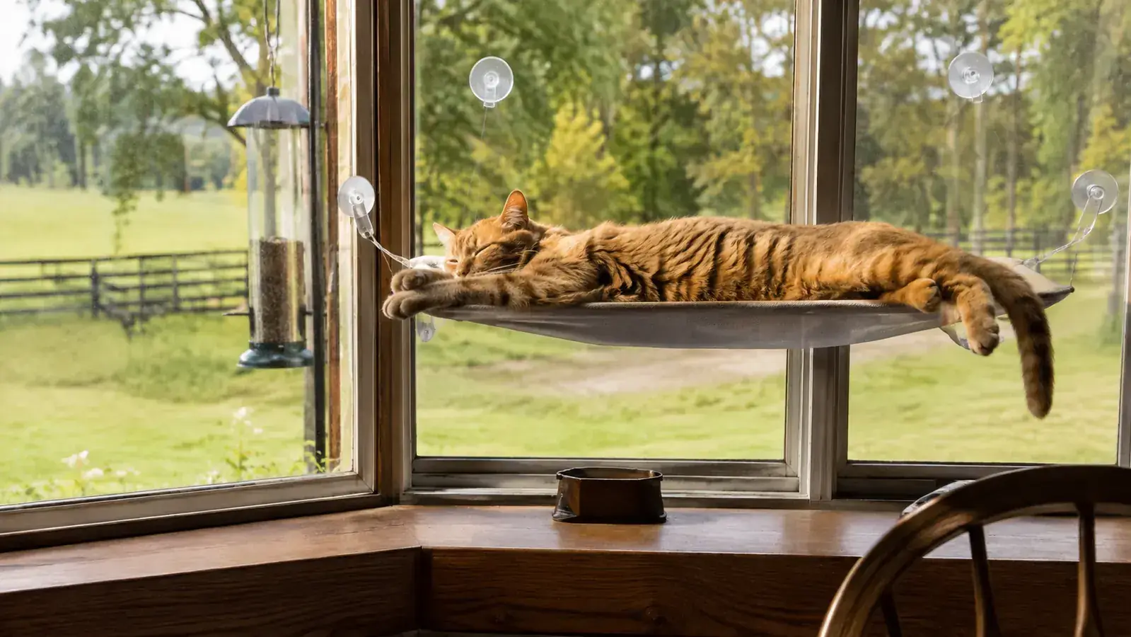 10 Reasons Every Cat Needs a Window Perch
