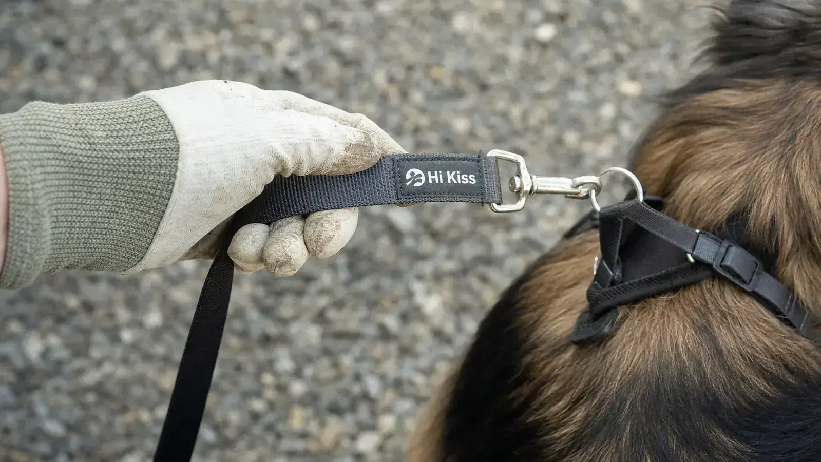 A hand in a garden glove holding the flat webbing of the Hi Kiss long line near a dog's harness clip