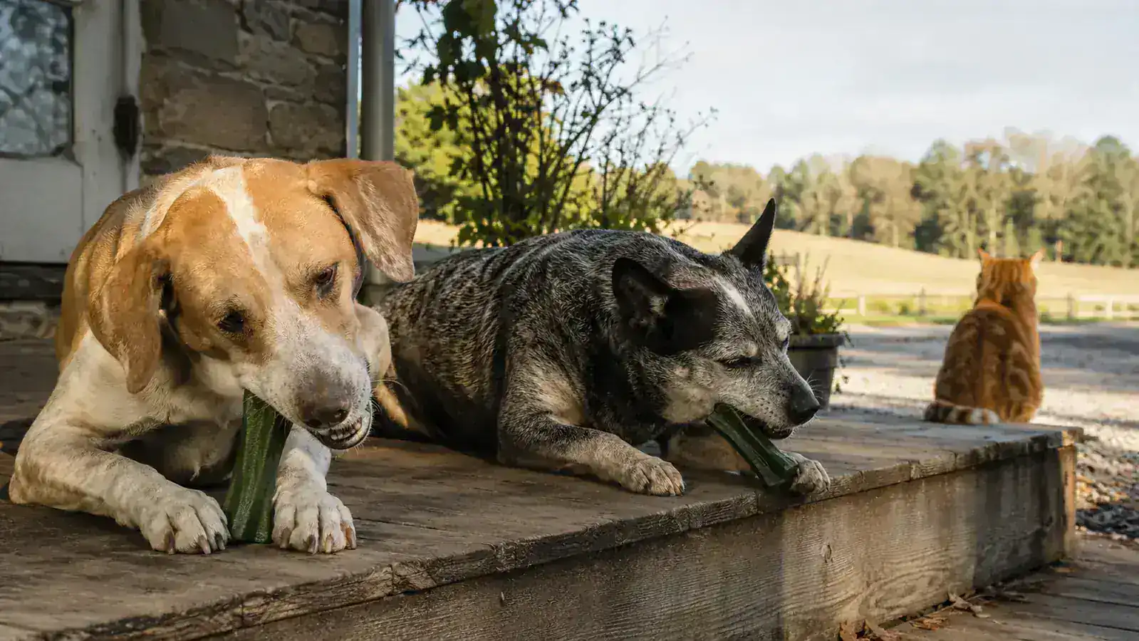 Greenies Review: 6 Months of Daily Dental Chews for Ruggles and Pearl