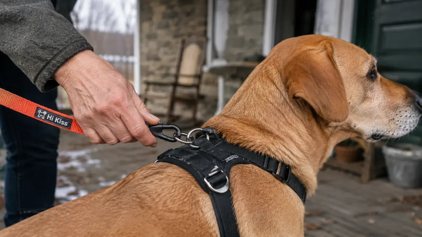 Hand clipping a long training line to a dog's front-clip harness
