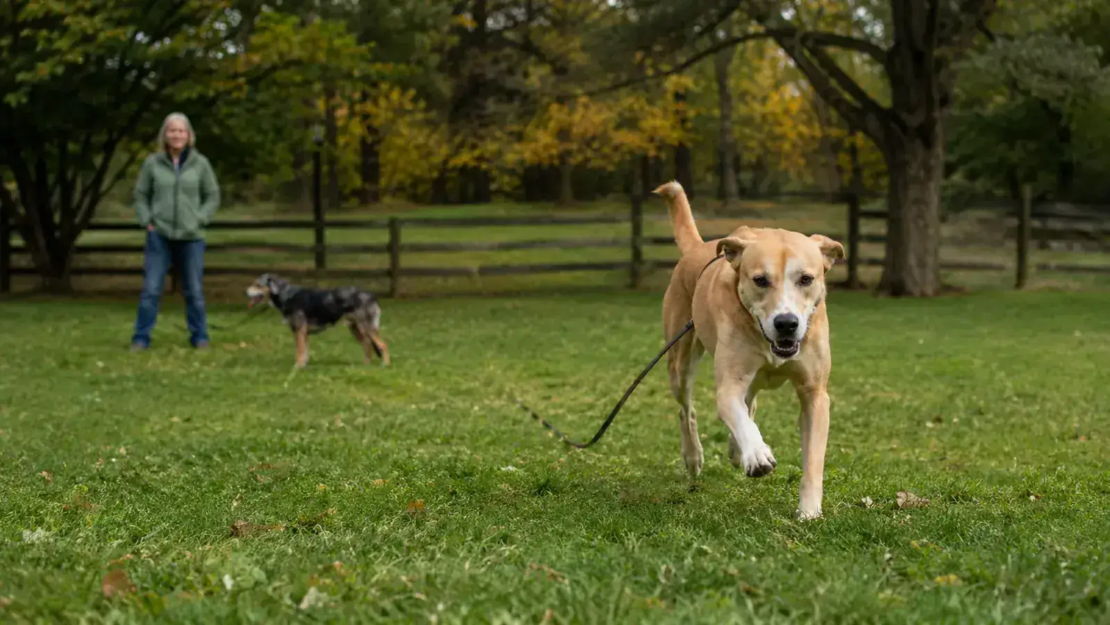 Dog on a long line ignoring a distraction and running toward its owner in a park