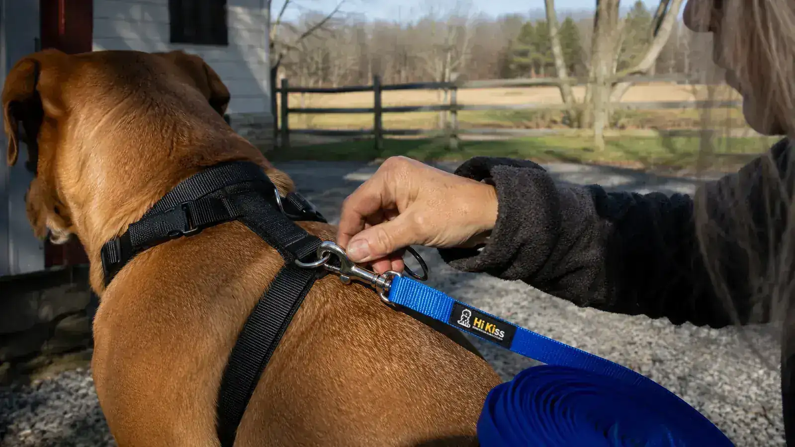 A hand clipping the Hi Kiss long line onto a dog's harness in a fenced yard